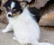 Papillon Puppies for sale in Vancouver, WA, USA. price: $500