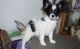 Papillon Puppies for sale in St. Louis, MO 63139, USA. price: $500