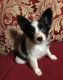 Papillon Puppies for sale in Waldorf, MD, USA. price: NA