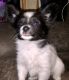 Papillon Puppies for sale in Chappaqua, NY, USA. price: NA