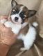 Papillon Puppies for sale in Monroe City, MO 63456, USA. price: $500