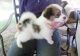 Papillon Puppies for sale in Houston, TX, USA. price: $350