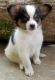 Papillon Puppies for sale in Kent, WA, USA. price: $600