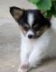 Papillon Puppies for sale in Downey, CA, USA. price: NA