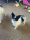 Papillon Puppies for sale in Secaucus, NJ 07094, USA. price: NA