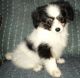 Papillon Puppies for sale in Seattle, WA, USA. price: $400