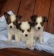 Papillon Puppies for sale in Annandale, VA, USA. price: $500