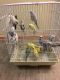 Parakeet Birds for sale in Atlantic City, NJ, USA. price: NA