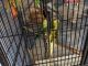 Parakeet Birds for sale in Bryn Athyn, PA, USA. price: NA