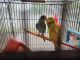 Parakeet Birds for sale in Dublin, OH, USA. price: NA