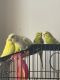 Parakeet Birds for sale in Queens, NY, USA. price: $80