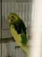 Parakeet Birds for sale in Hunterdon County, NJ, USA. price: NA