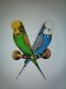 Parakeet Birds for sale in 2311 N Jay St, Kokomo, IN 46901, USA. price: NA