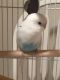 Parakeet Birds for sale in Knoxville, TN, USA. price: NA