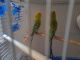 Parakeet Birds for sale in Belleville, NJ 07109, USA. price: NA