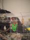 Parakeet Birds for sale in New Orleans, LA, USA. price: NA
