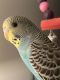 Parakeet Birds for sale in Crown Point, IN 46307, USA. price: NA