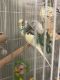 Parakeet Birds for sale in Austin, TX, USA. price: NA