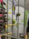 Parakeet Birds for sale in Glen, MS 38846, USA. price: $200