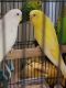 Parakeet Birds for sale in Hollywood, Florida. price: $20