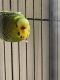Parakeet Birds for sale in Nogales, Arizona. price: $80