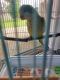 Parrot Birds for sale in Jacksonville, FL, USA. price: $300
