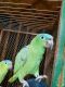 Parrot Birds for sale in 5554 Hobart Ave, Stockton, CA 95215, USA. price: $5,000