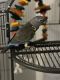 Parrot Birds for sale in Woodbury, NJ 08096, USA. price: $3,500