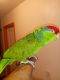 Parrot Birds for sale in Winter Haven, FL, USA. price: $1,250
