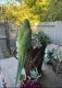 Parrot Birds for sale in Rancho Cordova, CA, USA. price: $1,500