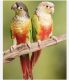 Parrot Birds for sale in North Hollywood, Los Angeles, CA, USA. price: NA