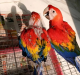 Parrot Birds for sale in Houghton, MI 49931, USA. price: $850