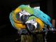 Parrot Birds for sale in Alexandria, NE 68303, USA. price: NA
