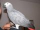 Parrot Birds for sale in Abbeville, AL 36310, USA. price: NA