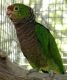 Parrot Birds for sale in Birmingham, AL, USA. price: NA