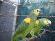 Parrot Birds for sale in Bethany Beach, DE, USA. price: NA