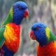 Parrot Birds for sale in Atlanta, GA, USA. price: NA