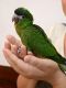 Parrot Birds for sale in Birmingham, AL, USA. price: NA