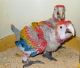 Parrot Birds for sale in Long Beach, CA, USA. price: $200
