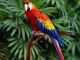 Parrot Birds for sale in Chicago, IL, USA. price: NA