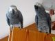 Parrot Birds for sale in Los Angeles, CA, USA. price: $600