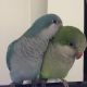 Parrot Birds for sale in Cedar Rapids, IA, USA. price: NA