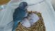 Parrot Birds for sale in Kissimmee, FL, USA. price: $300