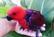 Parrot Birds for sale in Florida Ave, Miami, FL 33133, USA. price: $450