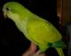 Parrot Birds for sale in Needville, TX 77461, USA. price: NA