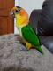 Parrot Birds for sale in Los Angeles, CA, USA. price: NA
