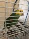 Parrot Birds for sale in Fontana, CA, USA. price: NA