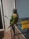 Parrot Birds for sale in 201 Riverstone Ct, Jacksonville, NC 28546, USA. price: NA