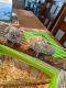 Parrotlet Birds for sale in Homestead, PA 15120, USA. price: $100