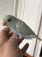 Parrotlet Birds for sale in Lansdale, PA, USA. price: $150